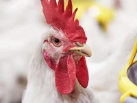 broiler-breeders-feeder-pan-boozzter-natural-beak-smoothing